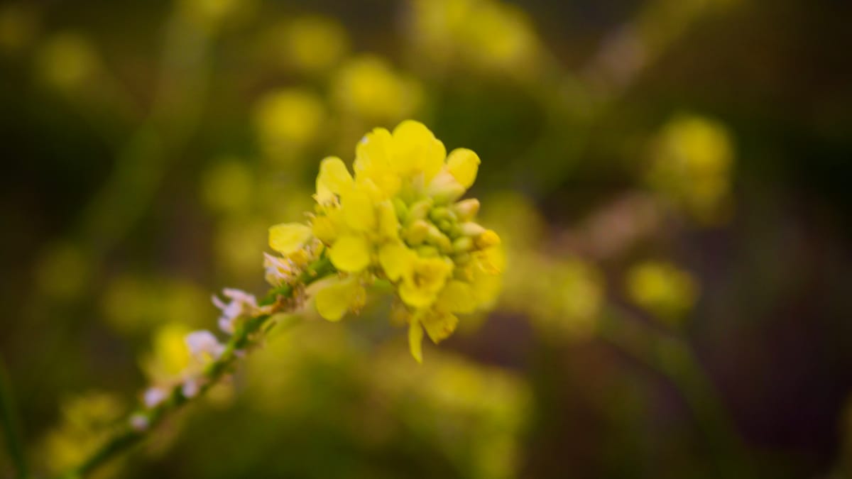 A yellow flower.